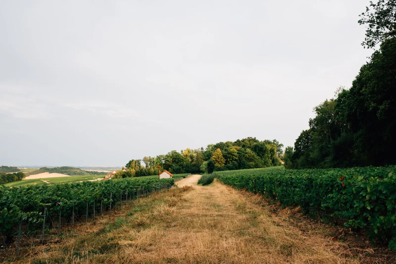 How to Pair Dessert Wine with Austin Favorites